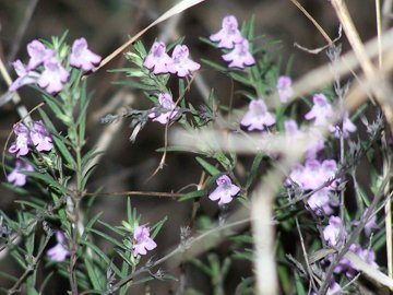 Una labiata - cfr. Micromeria graeca